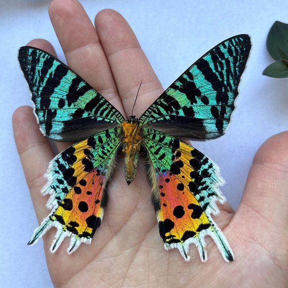 Genuine Butterfly Wing Pendant Madagascar Sunset Moth - Picture 5 of 6